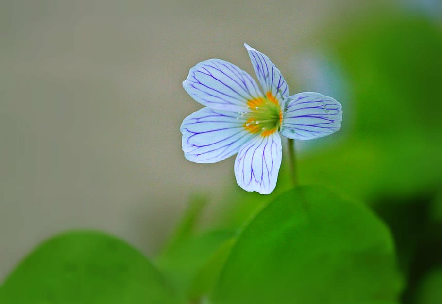 selektif, fokus fotografi, putih, ungu, 5-petaled, 5- petaled bunga, klee, mekar, bunga, tanaman