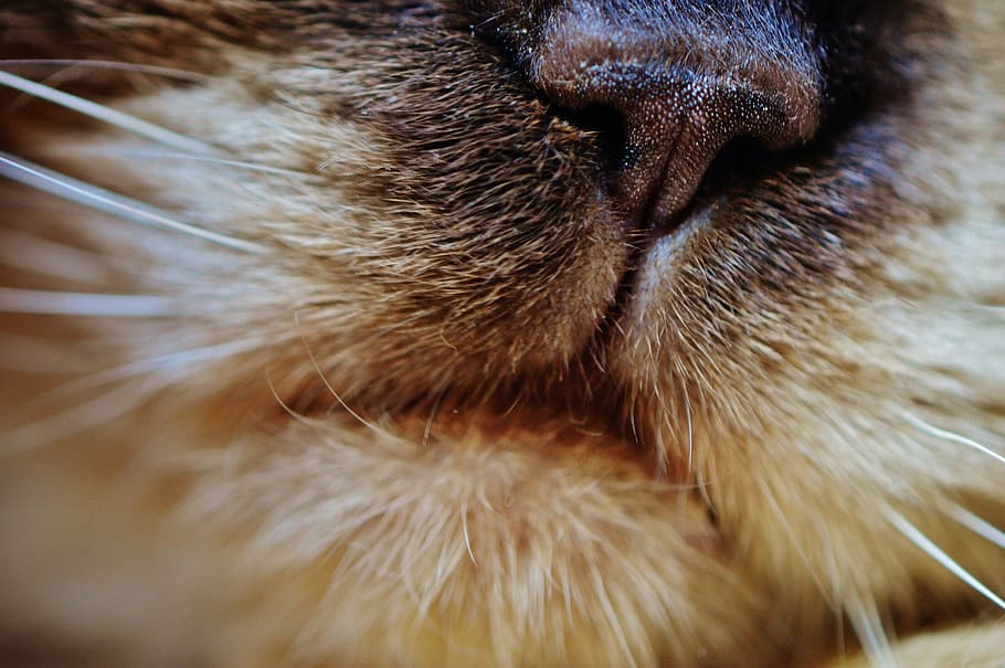 close-up photo, feline, mouth, cat, nose, snout, pet, domestic cat, cat nose, animal