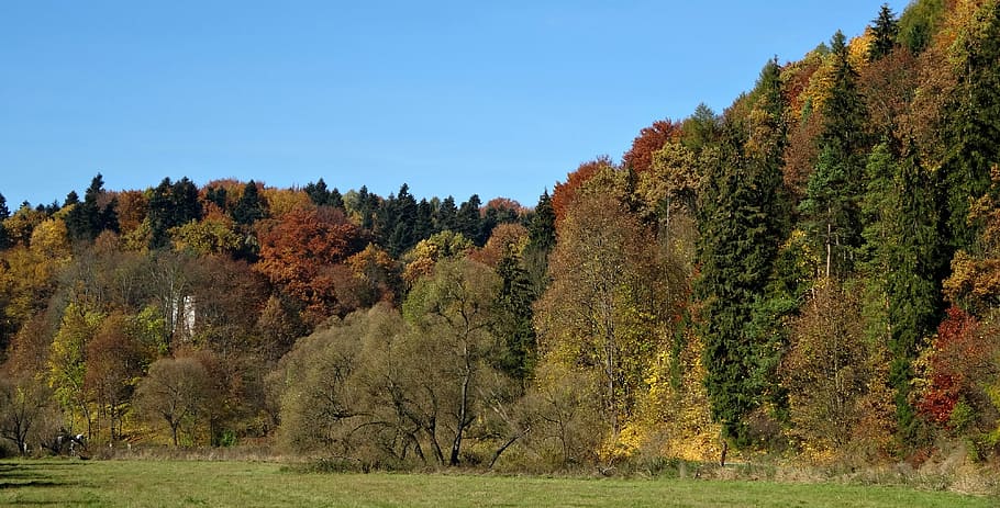 創設者の父, ポーランド, 風景, 国立公園, 秋, 木, 自然, 森, アウトドア, 美しさ自然の中で