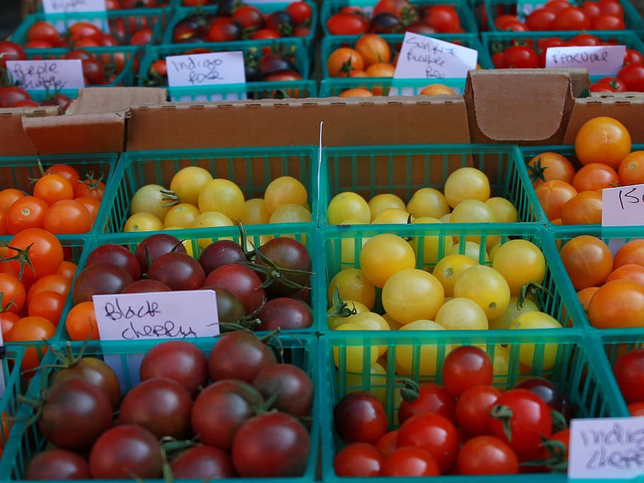 cherry, keranjang, Cherry Tomat, Tomat, In A Basket, tomat dalam keranjang, pasar petani, mencicipi tomat, varietas tomat, varietas tomat ceri