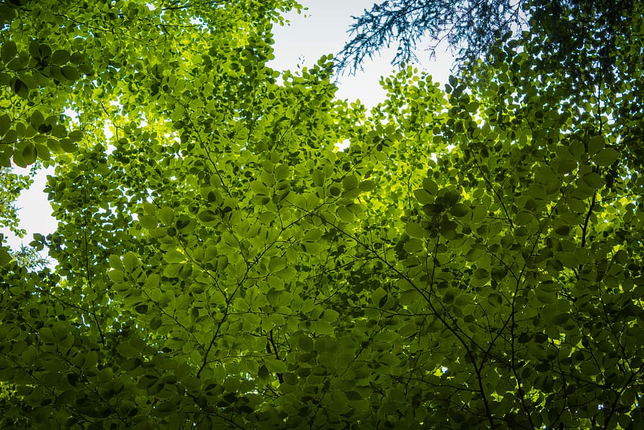 Bosque, Árbol de hoja caduca, Árbol, Corona, Naturaleza, colores, verde, luz, República Checa, sol