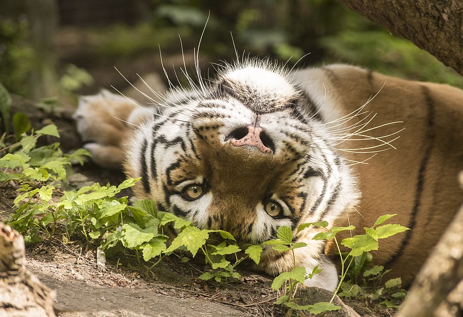 harimau, wajah, kebun binatang, mahal, predator, liar, kucing, berbahaya, bau, licik