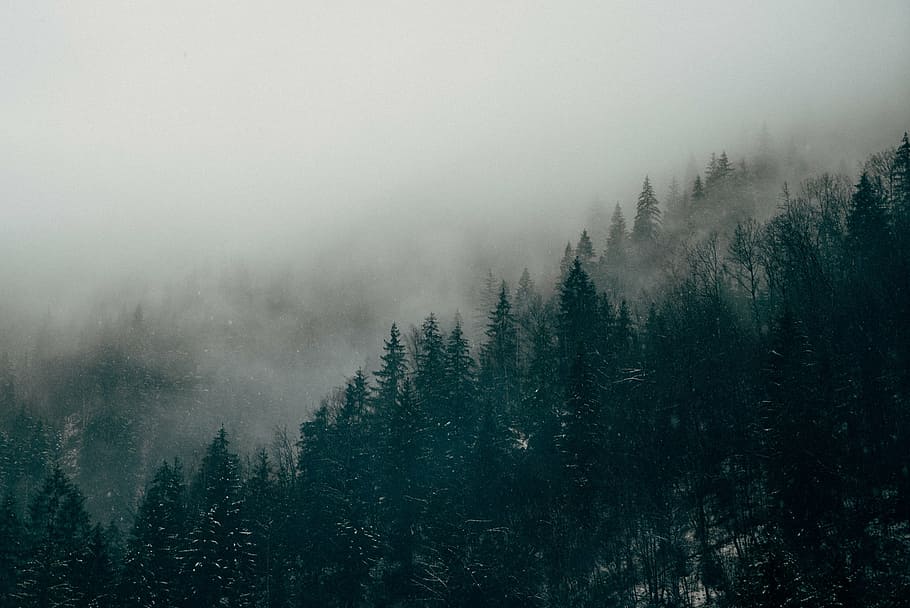 pine trees, fogs, forest, fog, mist, forest landscape, mysterious, woods, nature, tree
