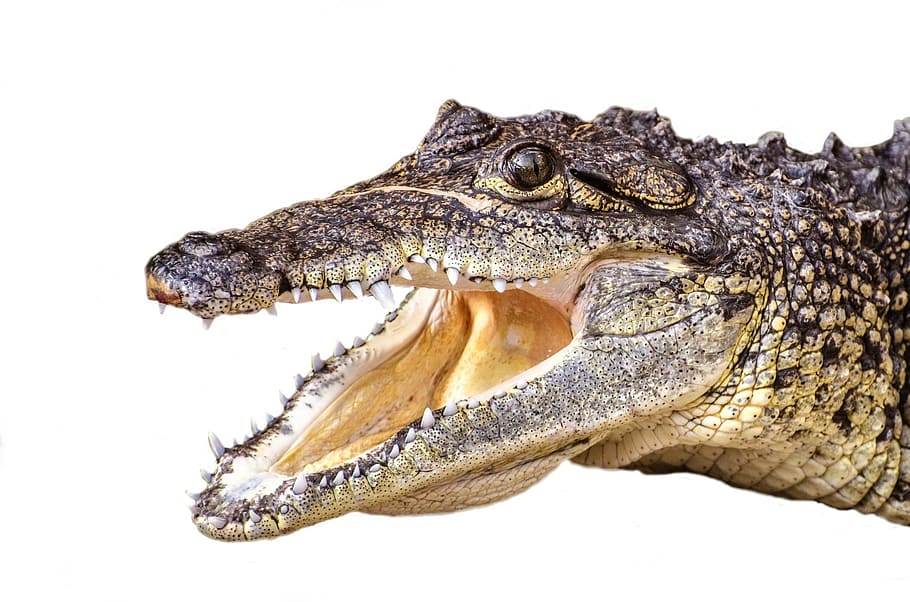 brown alligator, swamp, snout, cold, threatened, river, carnivorous, crocodilia, alligators, crocodylus