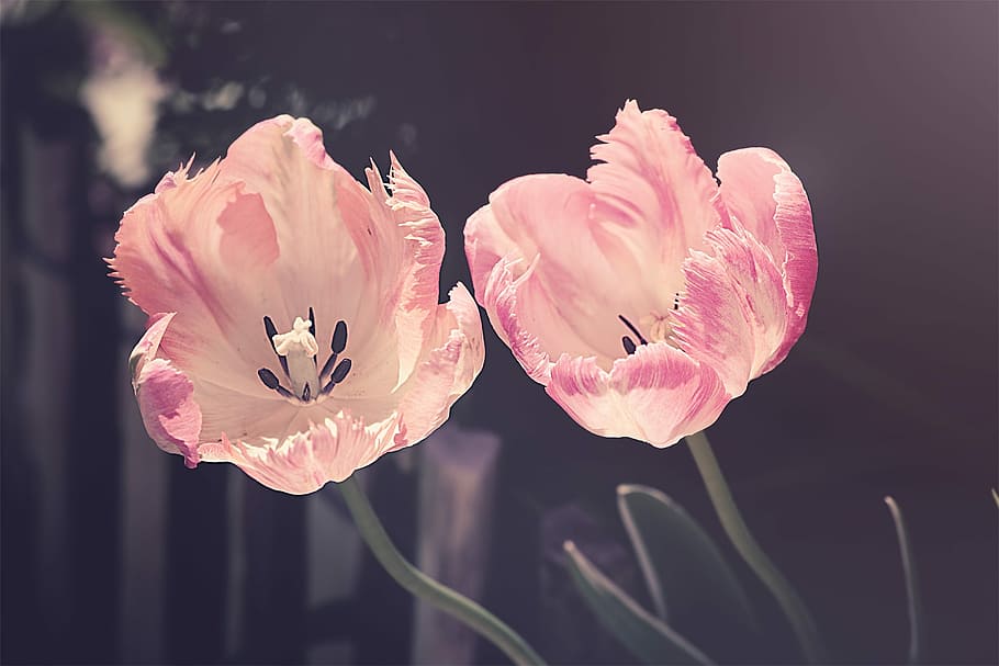 two, pink, flower photo, tulips, garden, garden flowers, flower, nature, tulip, plant