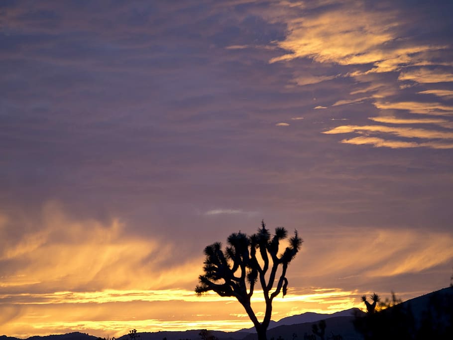 Sunset, Landscape, Hills, Joshua Tree, silhouettes, desert, nature, sky, colorful, dusk