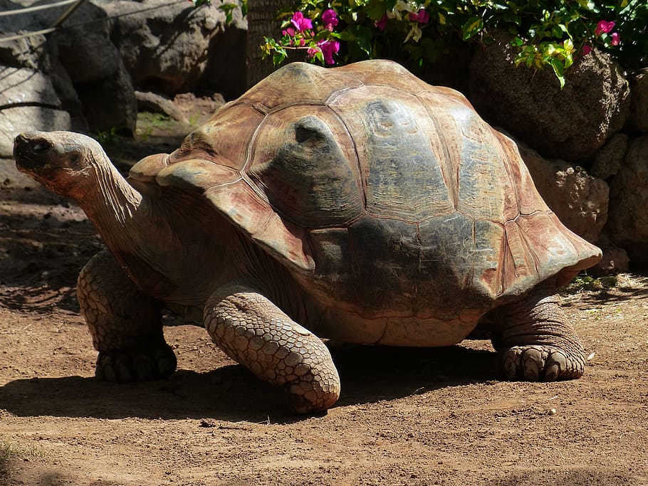 marrón, gris, tortuga, tortuga estimulada africana, tortuga gigante grande, geochelone sulcata, panzer, reptil, blindado, lentamente