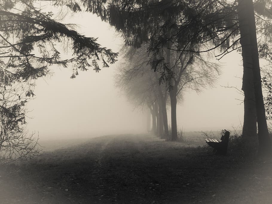 park, forest, fog, gloomy, bank, trees, dark, tree, plant, tranquility