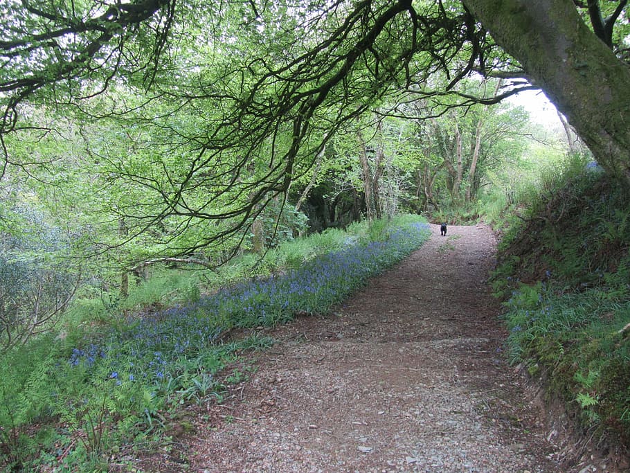 green, leafed, tree, dog, wales, walk, path, bluebell, track, walking