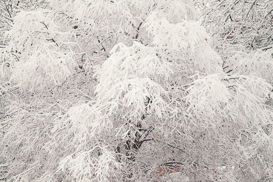 inverno russo, neve branca, árvores cobertas de neve, Moscou, clima frio, queda de neve, nevascas, natureza, gélido, polar