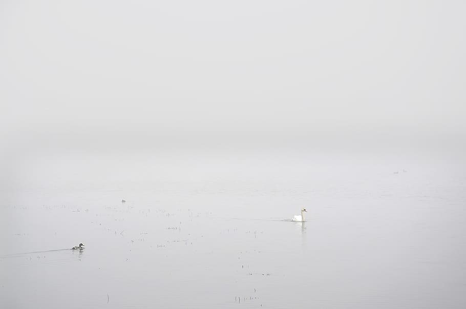 swan, white, fog, nature, waterpolo, bird, pond, water, waterfront, tranquility