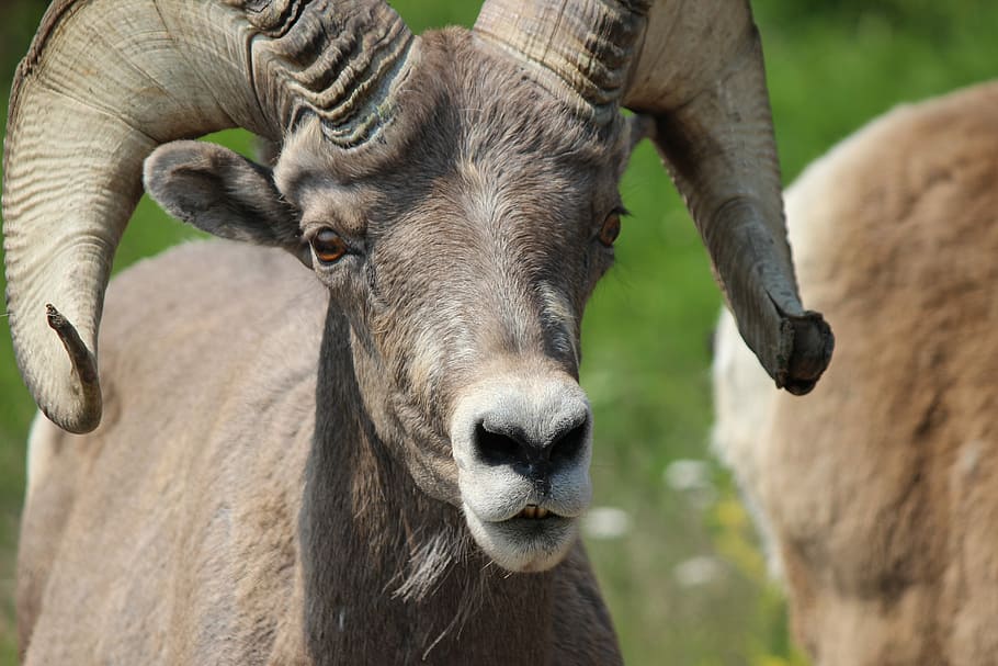 Bighorn, Ram, Male, Sheep, Mammal, Wild, nature, animal, outdoors, wild life