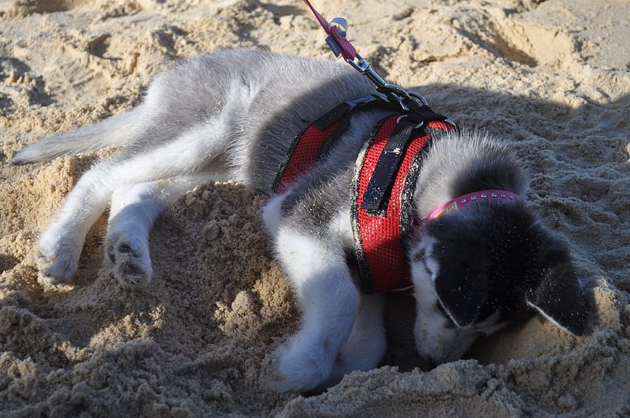 black, white, siberian, husky, puppy, sand, dog, beach, pet, animal