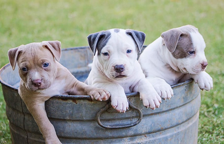brown, white, grey, american, pit, bull, terrier, puppies, dog, canine