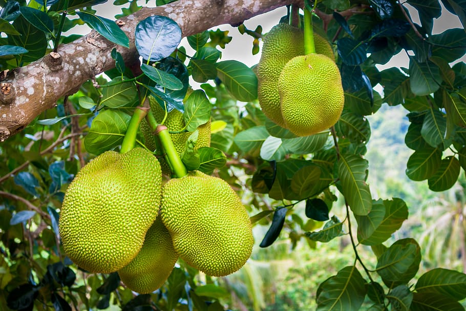 jackfruit, green, fruit, delicious, food, exotic, nature, healthy, tasty, natural