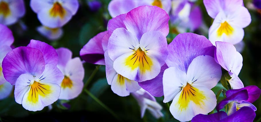 púrpura, blanco, agrupado, flor, pensamiento, flores, naturaleza, primavera, color, planta floreciendo
