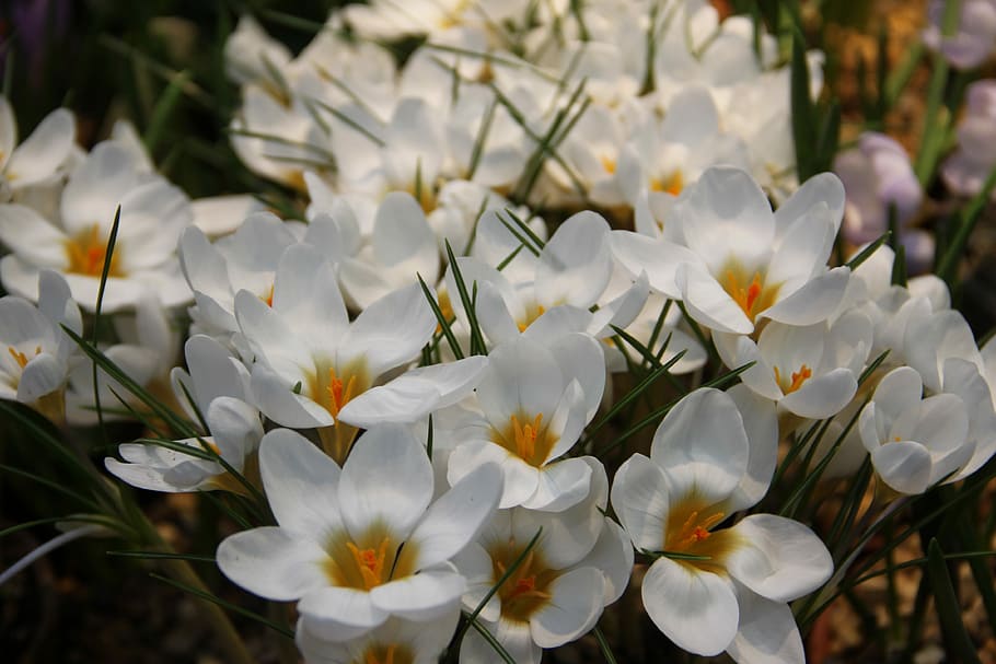 Flowers, Spring, Crocuses, Plant, handsomely, march 8, flower, beautiful flowers, women's holiday, plants