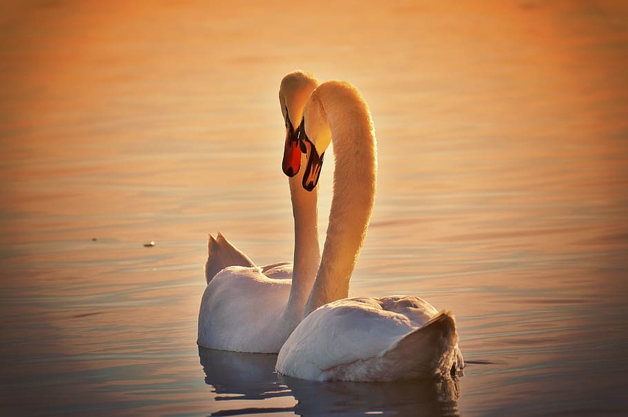 silhouette photo, mute, swans, body, water, pair, lake constance, animal world, lake, bird