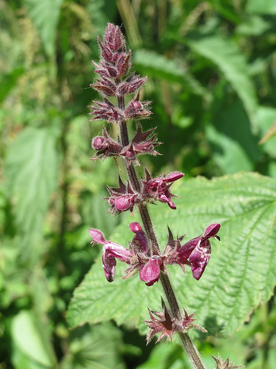 stachys sylvatica, hedge woundwort, hedge nettle, wildflower, flora, botany, plant, macro, growth, flower