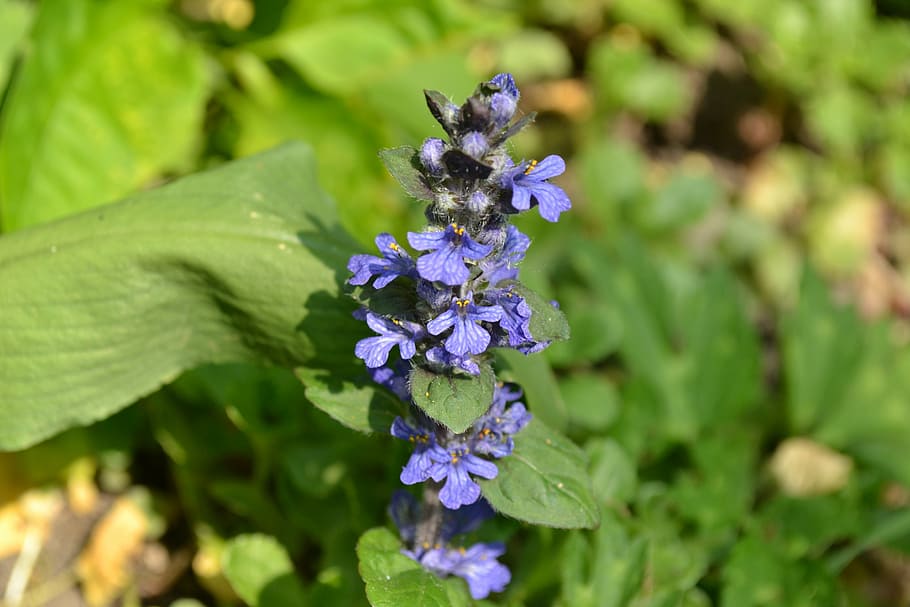 bugle, wild, flower, blue, close-up, nature, purple, beauty in nature, green color, fragility