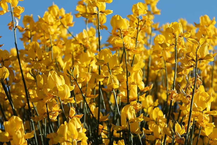 flores amarillas, primavera, amarillo, flor, color, planta, floración, jardín, brillante, paisaje