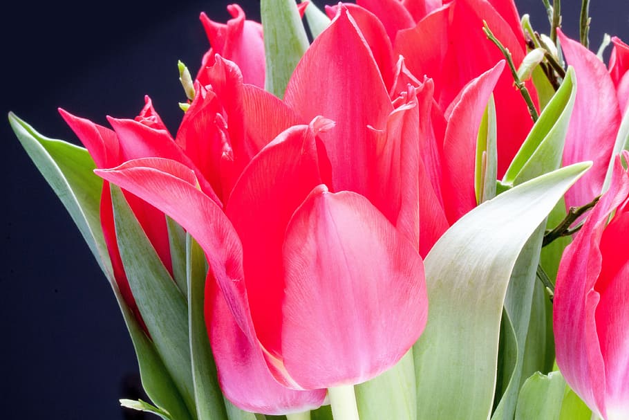 tulipán, lirio, primavera, naturaleza, flores, tulipanes, schnittblume, flor, floración, planta