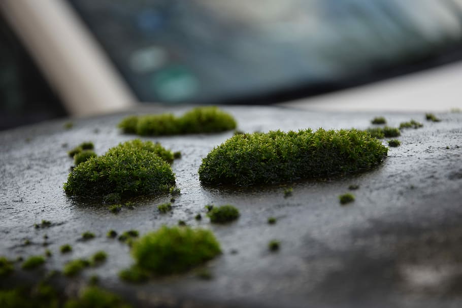 Moss, Plant, Wet, Moist, Nature, Green, fouling, texture, weave, green color