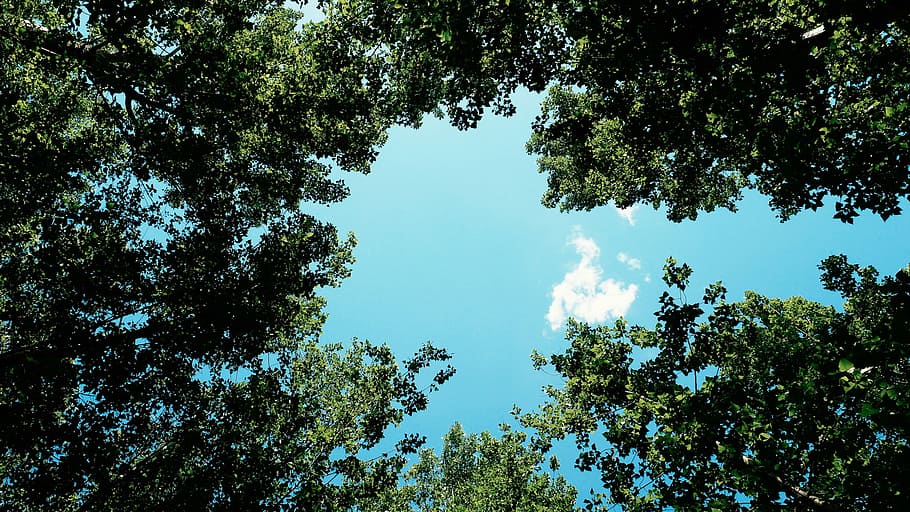 worms eye view, trees, nature, clouds, sky, green, blue, sunshine, outdoors, tree