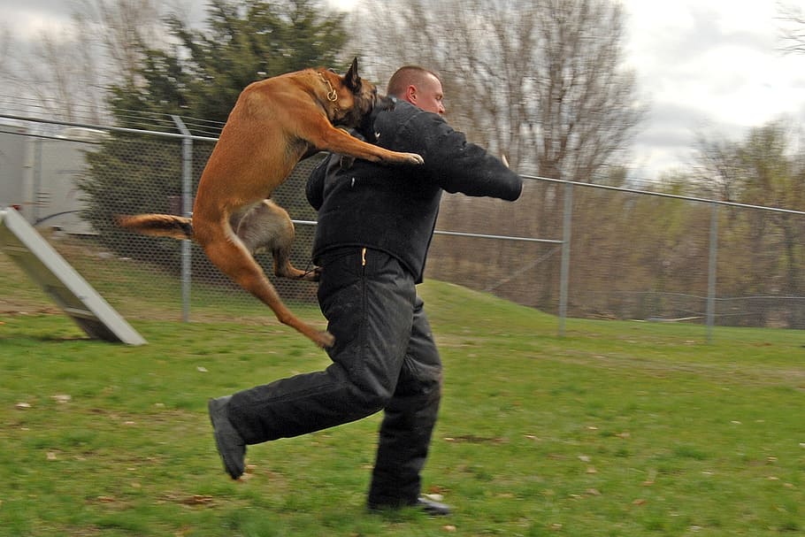 perro, mordiendo, corriendo, hombre, verde, grassfield, atacando, canino, entrenamiento, saltando