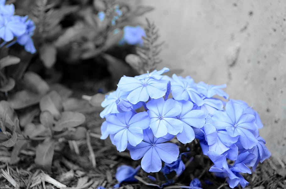 花 屋外 青 自然 植物 ガーデニング 咲く 花びら 色 夏 Pxfuel