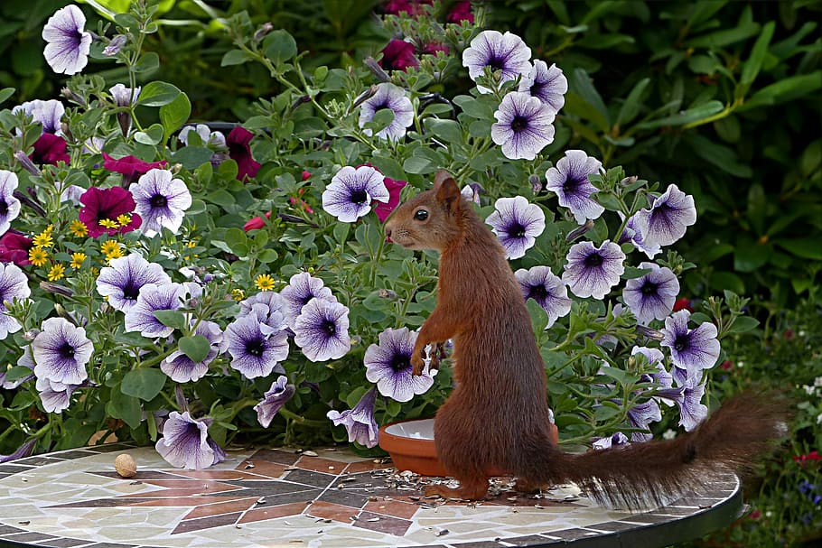 purple flowers, Animal, Mammal, Squirrel, sciurus vulgaris major, foraging, garden, flower, plant, one animal