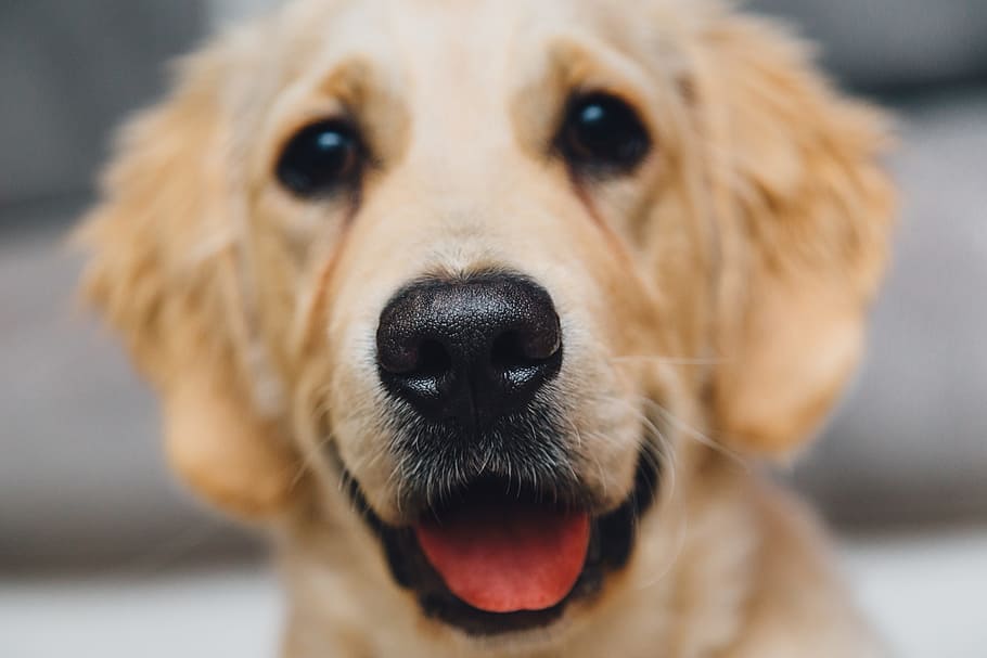 closeup, photography, golden, retriever puppy, golden retreiver, dog, pet, animals, nose, tongue