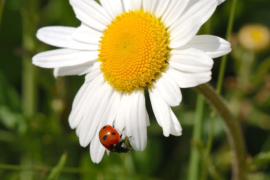 Ladybug, Nature, Insect, marguerite, blossom, bloom, flower, meadow margerite, white, white flower
