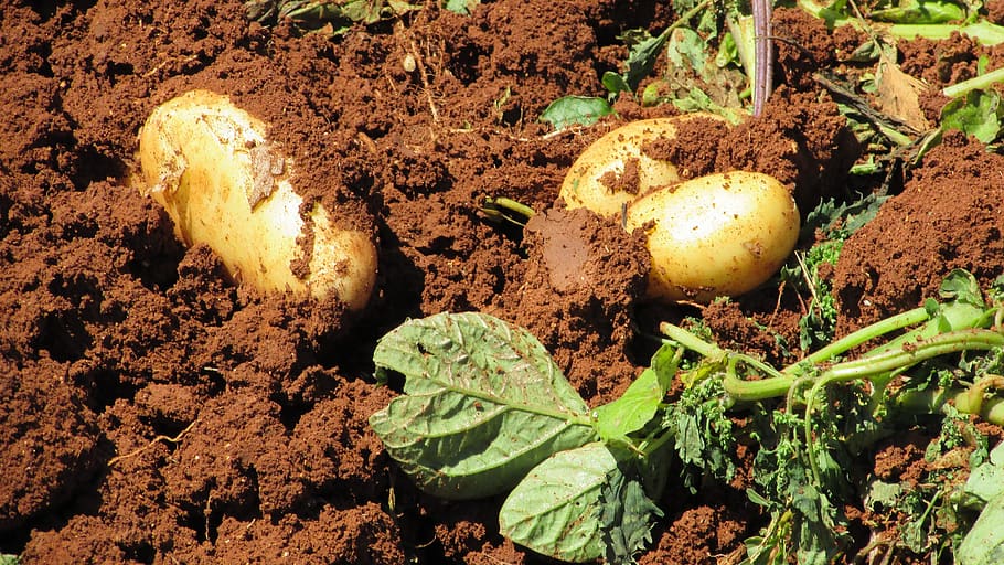 kentang, panen, pertanian, sayur-mayur, bertani, makanan dan minuman, makanan, alam, tanah, kotoran