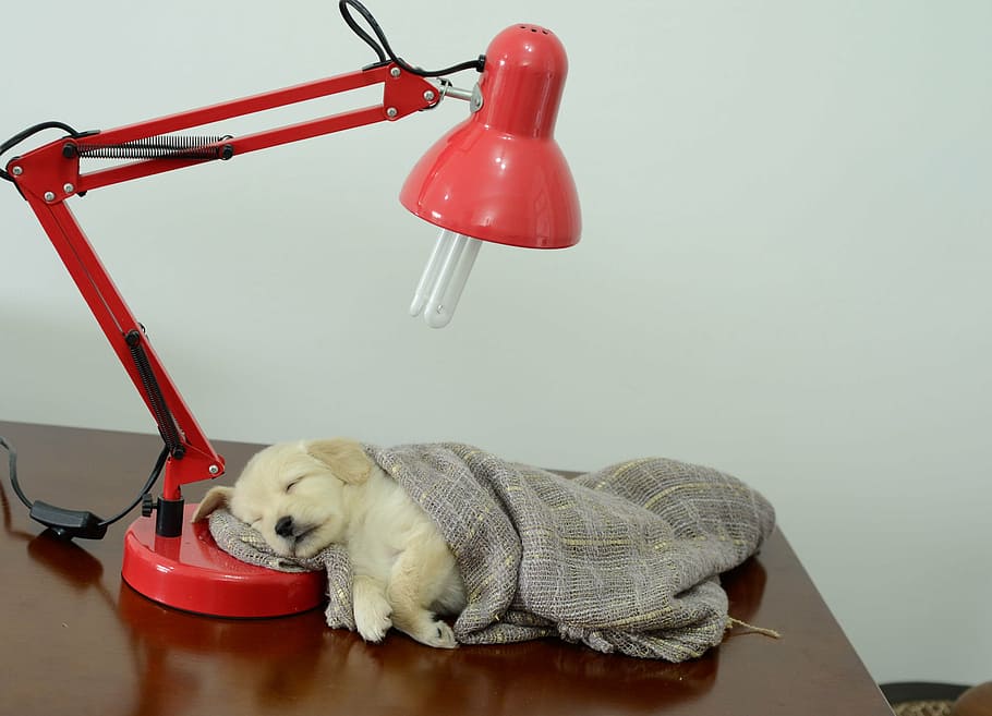 golden, retriever puppy, sleeping, wooden, table, covered, gray, blanket, red, study lamp