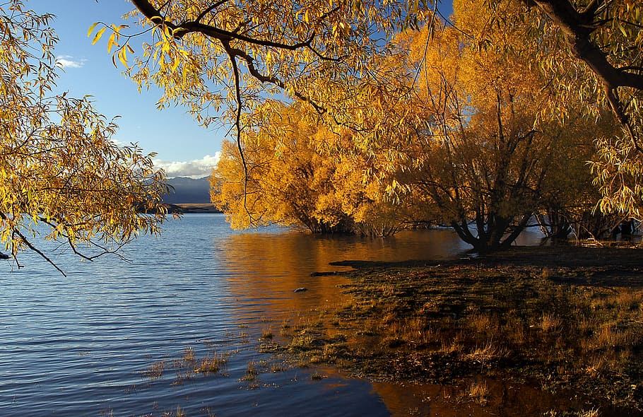 Autumn, Lake Tekapo, NZ, body of water, leaf, trees, sky, daytime, water, tree