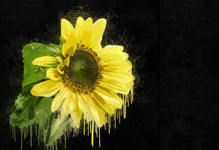 yellow, flower, black, background, sunflower, plant, summer, nature, agriculture, blossom