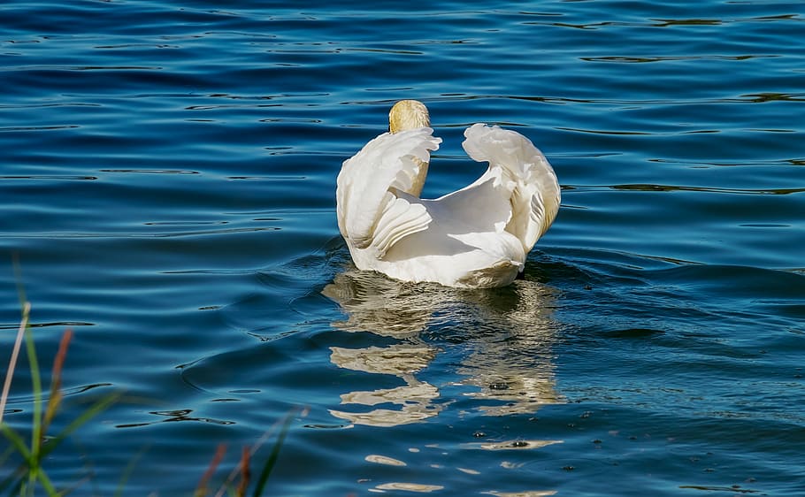 white swan swimming, swan, animal, white swan, bird, water bird, schwimmvogel, water, river, plumage