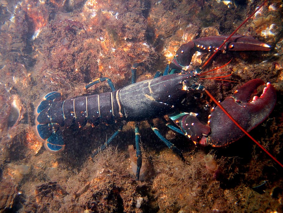 -, European Lobster, Homarus gammarus, crustaceans, photos, lobster, marine, ocean, public domain, sea