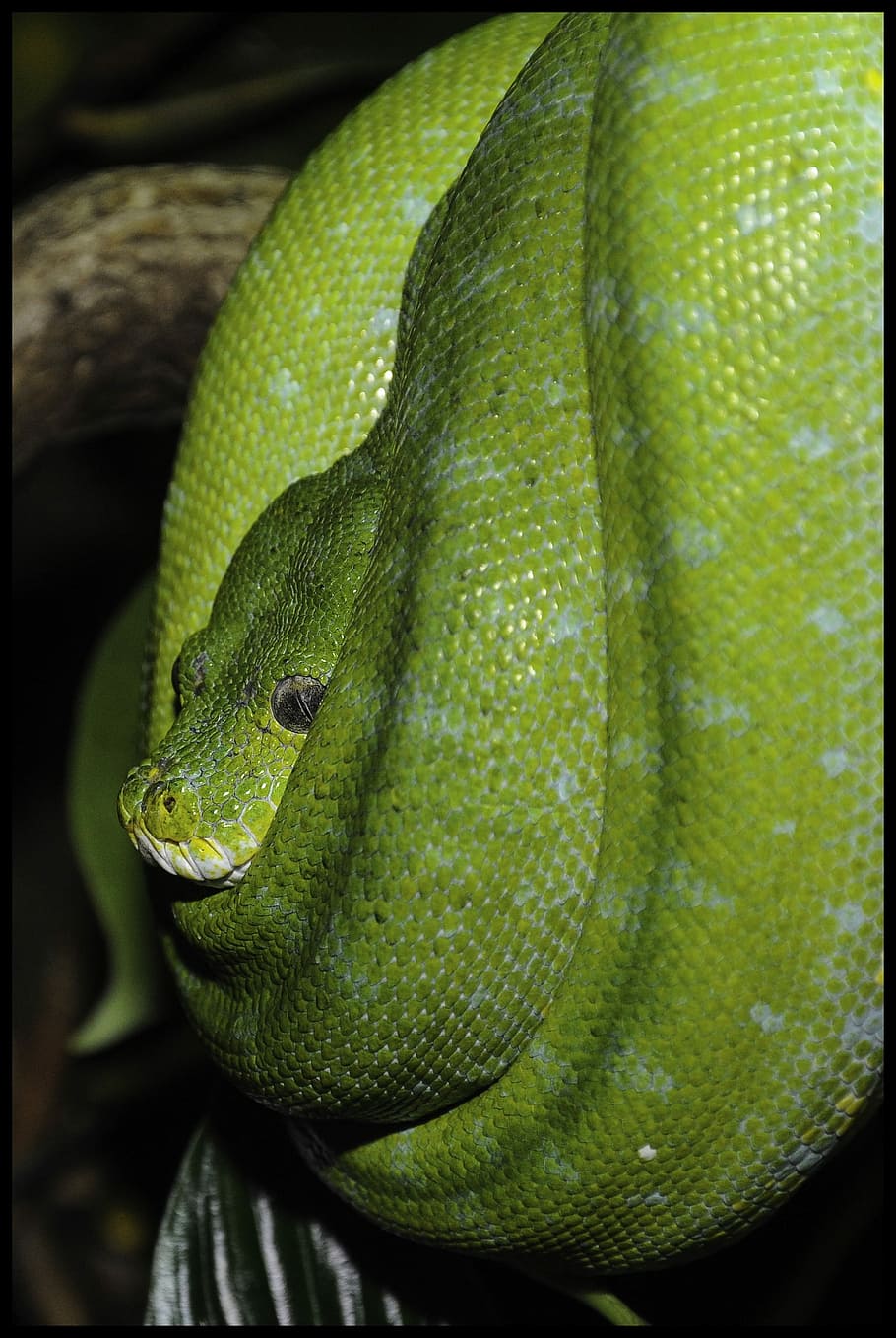 Green Snake, Zoo, snake, python pohon hijau, dunia binatang, reptil, tutup, hewan, hijau, racun