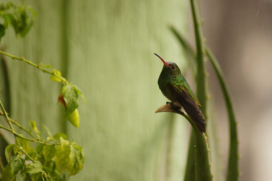 birds, fauna, nature, armenia, quindio, colombia, animal themes, animal wildlife, animal, bird