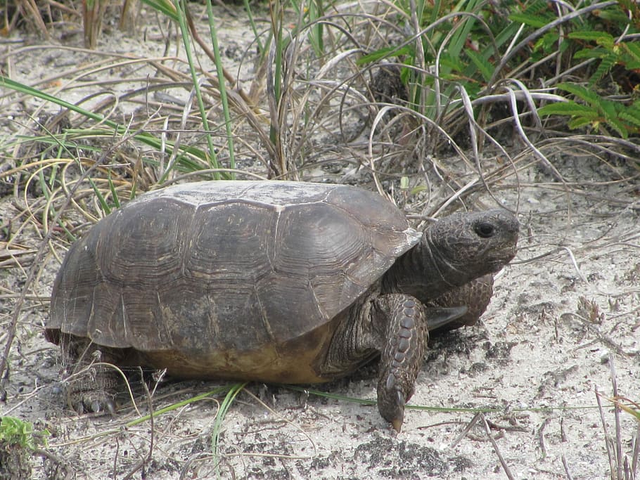 Turtles, Tortoise, Animals, Reptiles, reptilian, grey, gray, wildlife, outdoors, dry