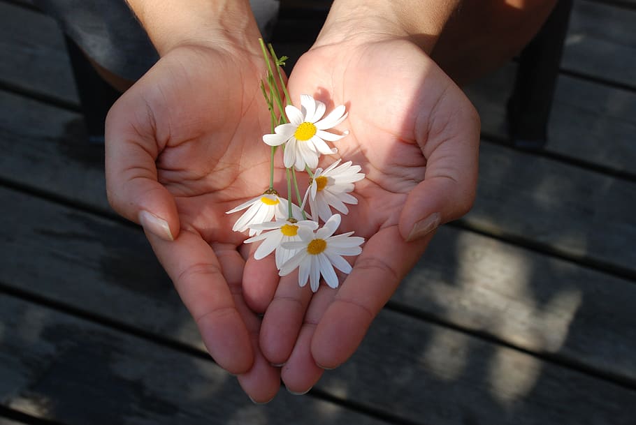 white, daisy flower, person palm, flower, hands, giving, give, gift, take, human hand