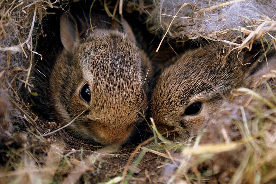 two, brown, rabbits, hole, bunnies, bunny, cute, animal, pet, nature