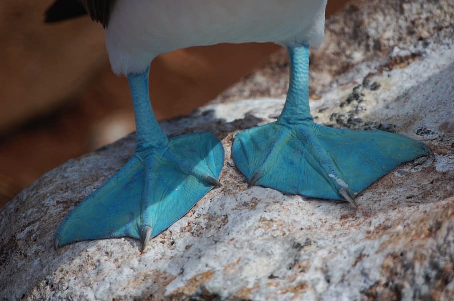 blue feet duck, blue, feet, duck, blue-footed boobie, ecuador, webbed, close-up, macro, bird