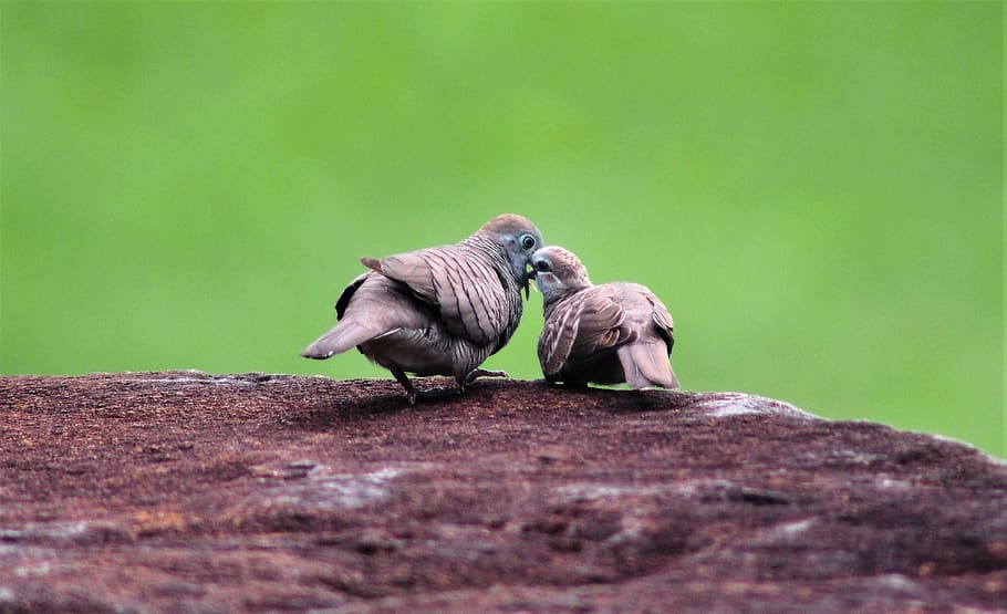 wildlife, nature, animal, bird, outdoors, little, wild, feeding, child, family