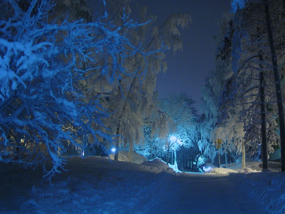 white, trees, nighttime, winter, night, street lamp, shadow, blue shade, snow, frost