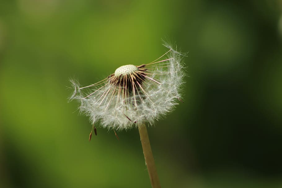 dandelion, faded, seeds, flying seeds, close up, umbrella, wild flower, weed, flora, meadow