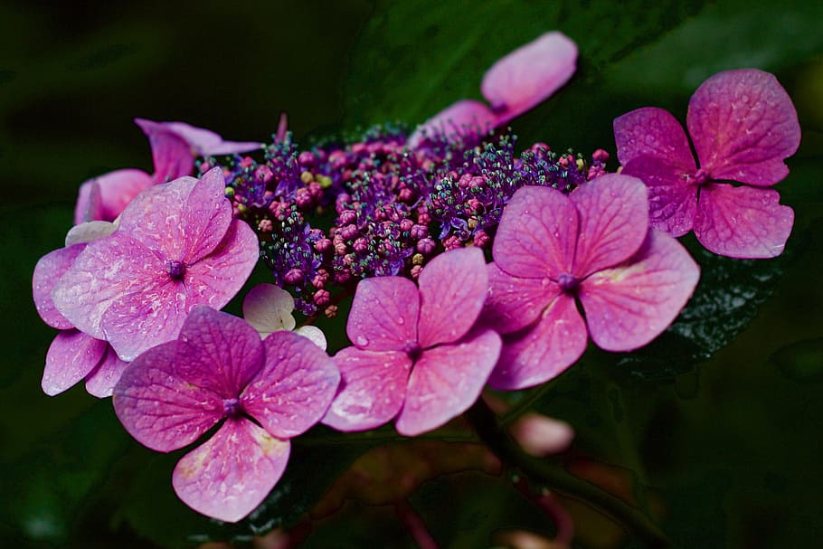 수국, 수국 아스 페라, lacecap, 핑크, 꽃잎, 꽃, 비오는 날, 젖은, 자주색, 꽃 피는 식물