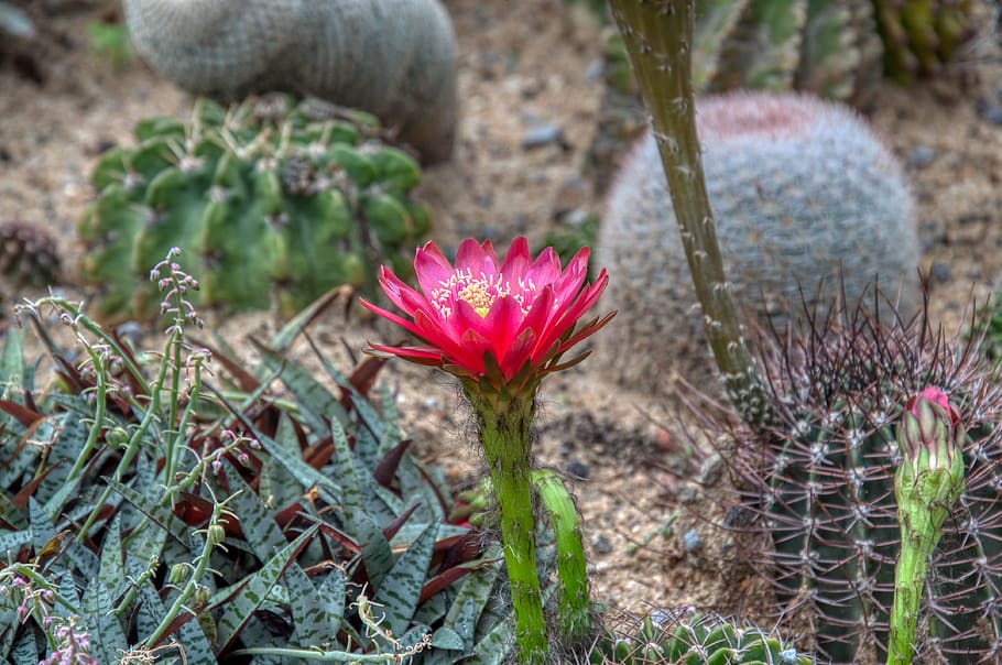 flor de cactus, cactus, planta del desierto, suelo arenoso, flor, planta,  planta floreciendo, crecimiento, vulnerabilidad, belleza en la naturaleza |  Pxfuel